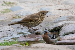 Singdrossel, Turdus philomelos (2)