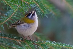 Sommergpoldhähnchen, Regulus ignicapilla (1)