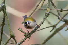 Sommergpoldhähnchen, Regulus ignicapilla (2)