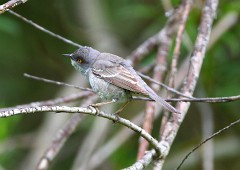 Sperbergrasmücke, Sylvia nisoria (1)