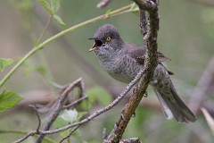 Sperbergrasmücke, Sylvia nisoria (10)