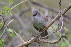 Sperbergrasmücke, Sylvia nisoria (11)