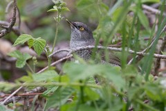 Sperbergrasmücke, Sylvia nisoria (12)