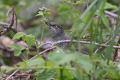 Sperbergrasmücke, Sylvia nisoria (13)