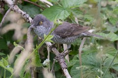 Sperbergrasmücke, Sylvia nisoria (14)