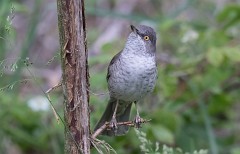 Sperbergrasmücke, Sylvia nisoria (15)