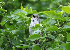 Sperbergrasmücke, Sylvia nisoria (2)
