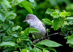 Sperbergrasmücke, Sylvia nisoria (3)