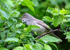 Sperbergrasmücke, Sylvia nisoria (4)