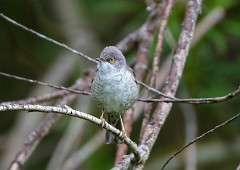 Sperbergrasmücke, Sylvia nisoria (5)