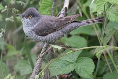 Sperbergrasmücke, Sylvia nisoria (6)