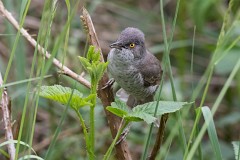 Sperbergrasmücke, Sylvia nisoria (7)