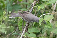 Sperbergrasmücke, Sylvia nisoria (8)