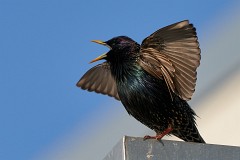 Star, Sturnus vulgaris (1)