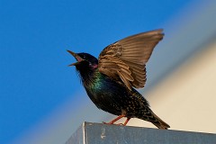 Star, Sturnus vulgaris (2)