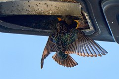 Star, Sturnus vulgaris (3)