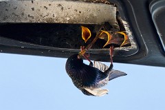 Star, Sturnus vulgaris (4)
