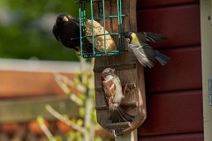 Star, Sturnus vulgaris (5)