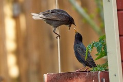 Star, Sturnus vulgaris (6)