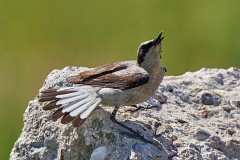 Steinschmätzer, Oenanthe oenanthe (10)