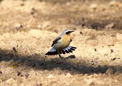 Steinschmätzer, Oenanthe oenanthe (11)