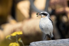 Steinschmätzer, Oenanthe oenanthe (2)