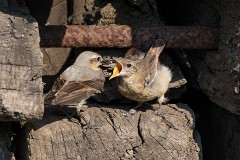 Steinschmätzer, Oenanthe oenanthe (4)