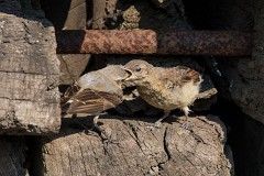 Steinschmätzer, Oenanthe oenanthe (5)