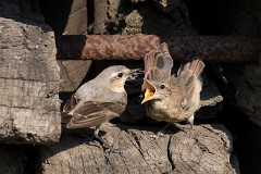 Steinschmätzer, Oenanthe oenanthe (6)