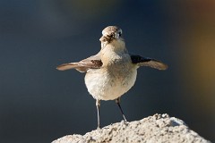 Steinschmätzer, Oenanthe oenanthe (7)