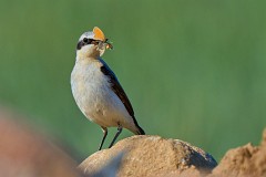 Steinschmätzer, Oenanthe oenanthe (8)