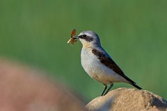 Steinschmätzer, Oenanthe oenanthe (9)