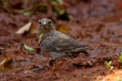 Steinsperling, Petronia petronia