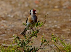 Stieglitz, Carduelis carduelis (1)