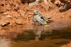 Stieglitz, Carduelis carduelis (10)