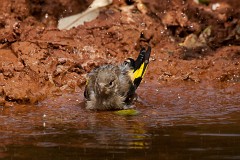 Stieglitz, Carduelis carduelis (11)
