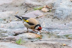 Stieglitz, Carduelis carduelis (12)