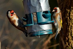 Stieglitz, Carduelis carduelis (13)