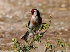 Stieglitz, Carduelis carduelis (2)