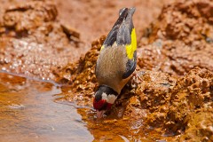 Stieglitz, Carduelis carduelis (3)