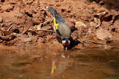 Stieglitz, Carduelis carduelis (5)