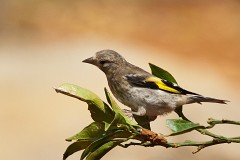 Stieglitz, Carduelis carduelis (6)