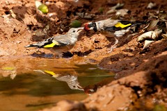 Stieglitz, Carduelis carduelis (7)