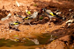Stieglitz, Carduelis carduelis (8)