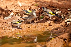 Stieglitz, Carduelis carduelis (9)