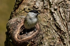 Sumpfmeise, Poecile palustris (1)