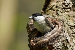 Sumpfmeise, Poecile palustris (2)