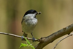 Sumpfmeise, Poecile palustris (3)