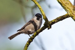 Sumpfmeise, Poecile palustris (4)