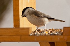 Sumpfmeise, Poecile palustris (5)  Sumpfmeise